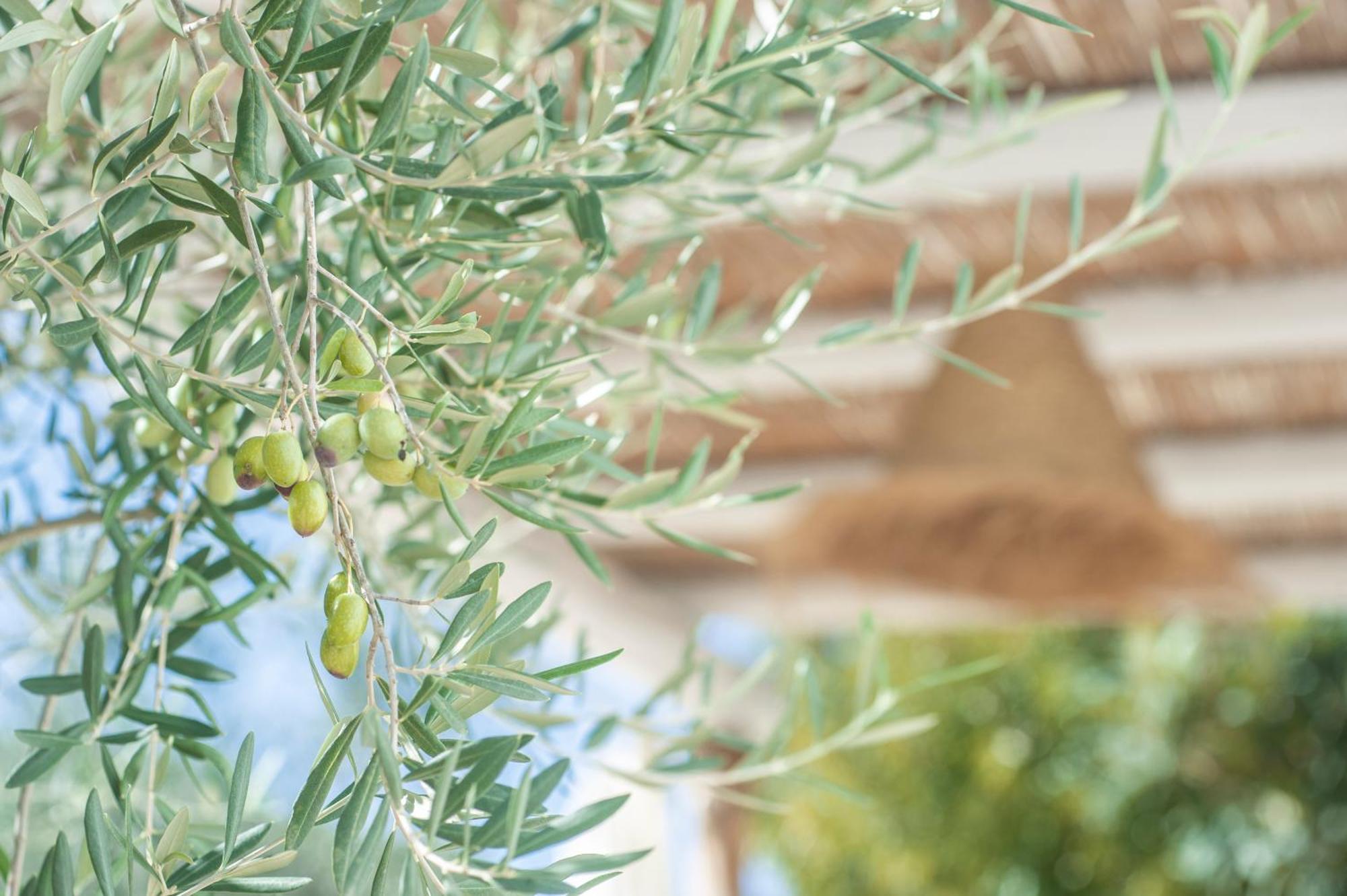 Dimora Il Mandorlo Hotel Ostuni Exterior foto